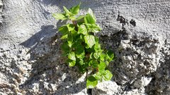 Parietaria judaica