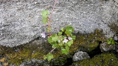 Cymbalaria muralis
