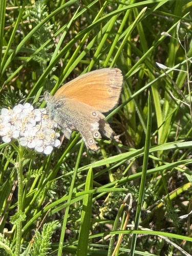 Chestnut Heath