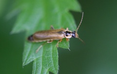 Cantharis decipiens