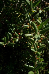 Rhamnus pilosa