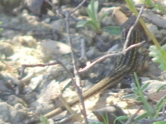 Psammodromus edwarsianus