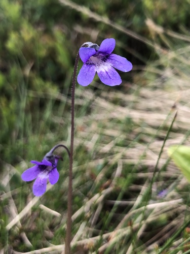 Common Butterwort