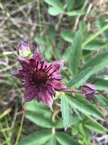 marsh cinquefoil