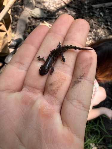Spotted Salamander observed by jupiter1201