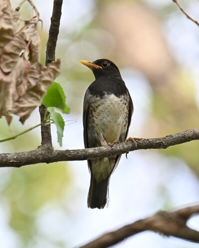 Japanese Thrush