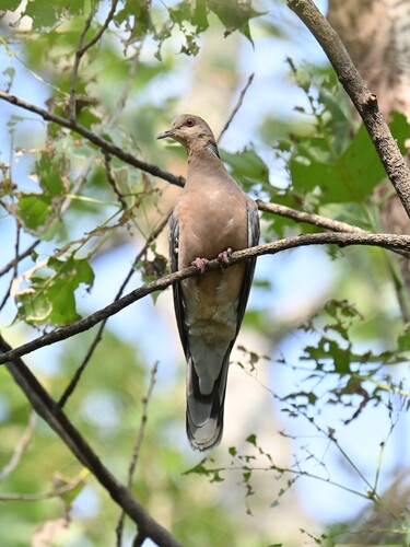 Oriental Turtle-Dove