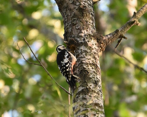 Great Spotted Woodpecker