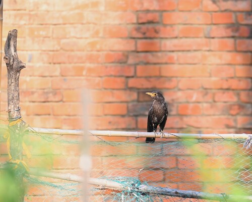 Chinese Blackbird