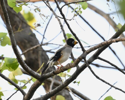 Yellow-billed Grosbeak