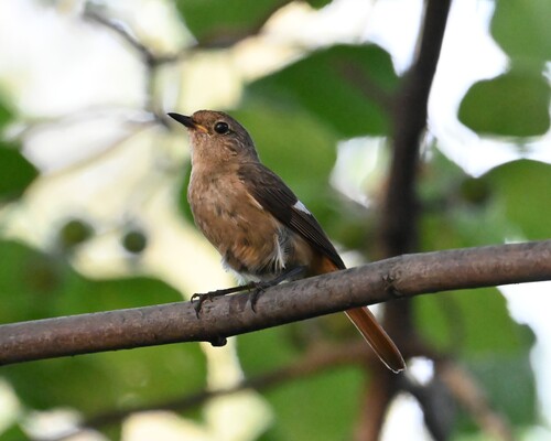 Daurian Redstart