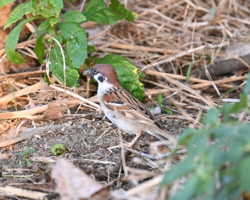Eurasian Tree Sparrow