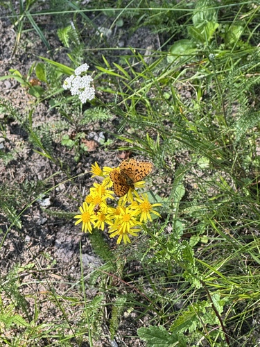 Lesser Marbled Fritillary