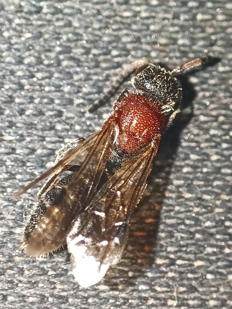 Krombeinella beaumonti
