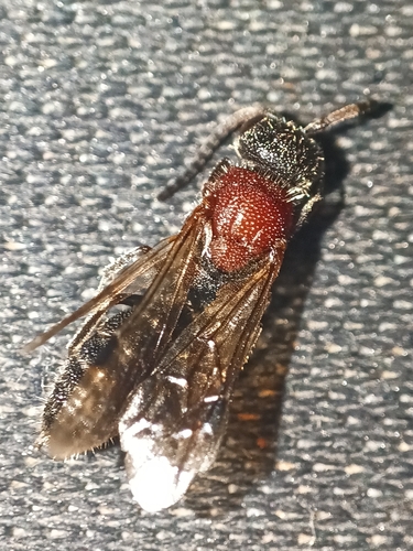 Krombeinella beaumonti