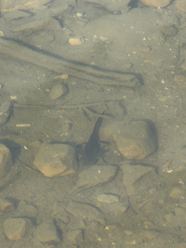 Western Tiger Salamander observed by makennahomer