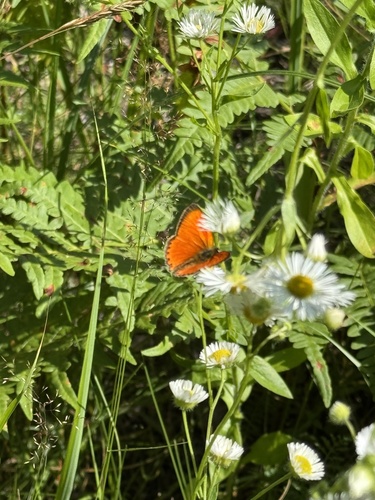 Scarce Copper