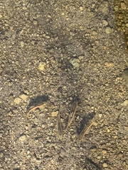 Pantosteus clarkii