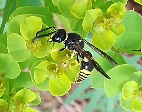 Ancistrocerus nigricornis observed 2026-07-17