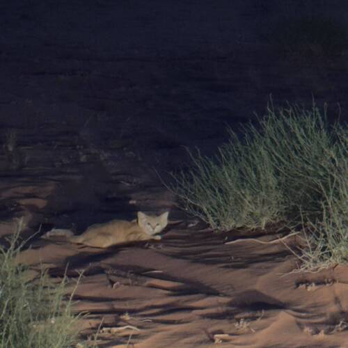 Asian Sand Cat