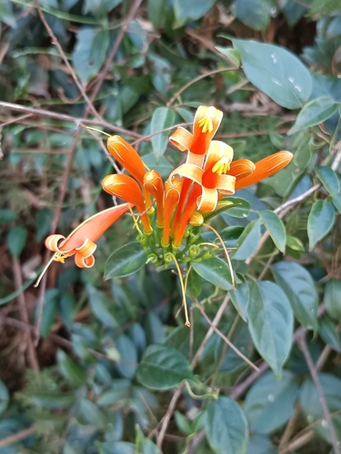 Flame vine