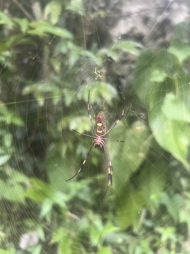 Golden Silk Spider