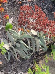 Crassula perfoliata