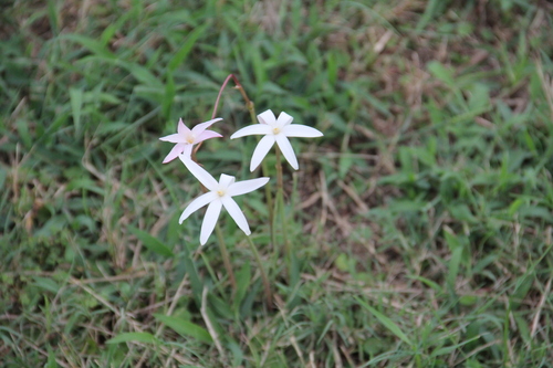 Zephyranthes traubii, photograph 3