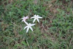 Zephyranthes traubii, photograph (c) Texas Bird Family, some rights reserved (CC BY)