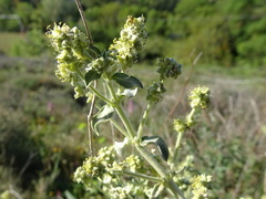 Mercurialis tomentosa