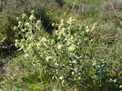 Mercurialis tomentosa