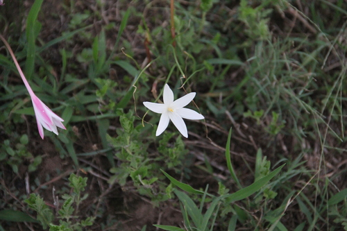 Zephyranthes traubii, photograph 6