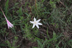 Zephyranthes traubii, photograph (c) Texas Bird Family, some rights reserved (CC BY)
