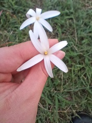 Zephyranthes traubii, photograph (c) Texas Bird Family, some rights reserved (CC BY)