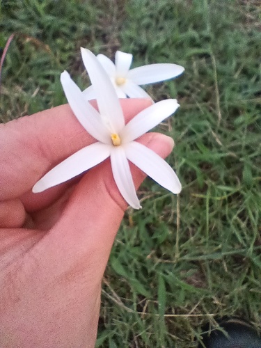 Zephyranthes traubii, photograph 5