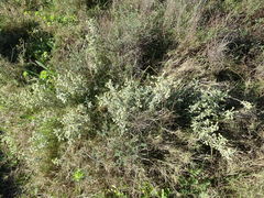 Mercurialis tomentosa