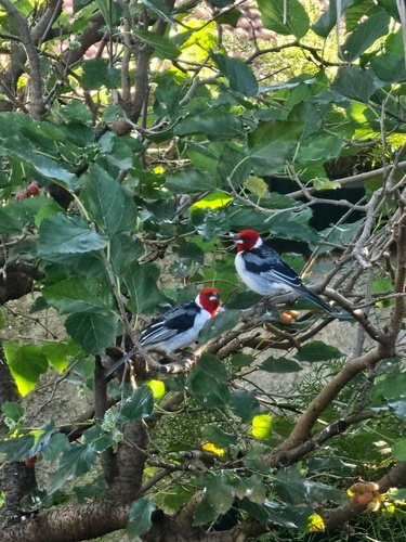 Red-cowled Cardinal
