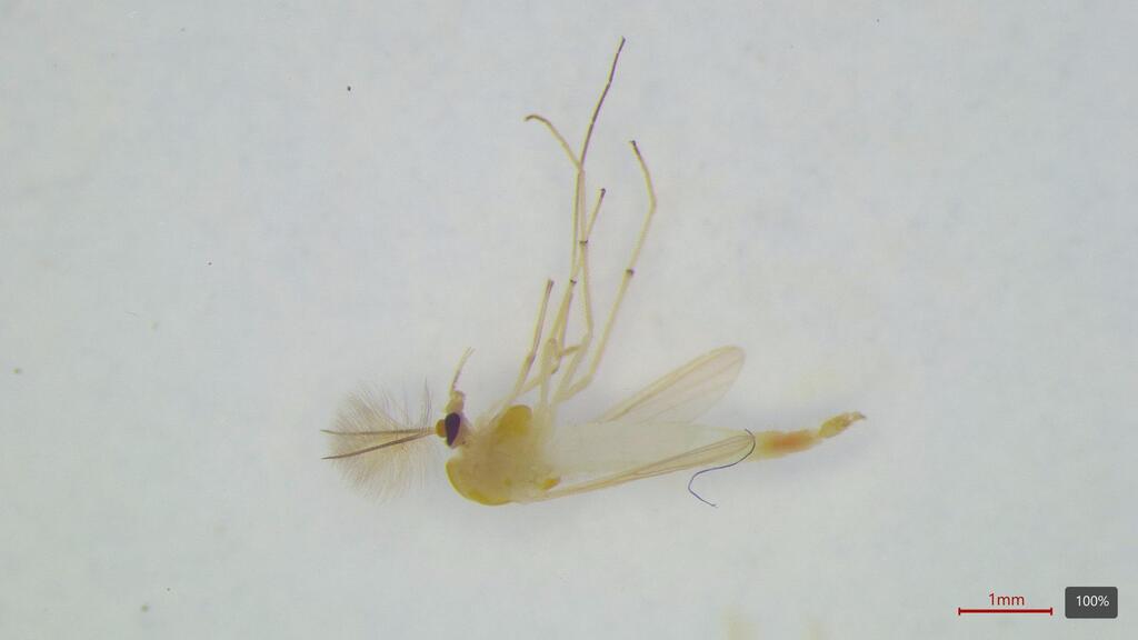 Dicrotendipes tritomus