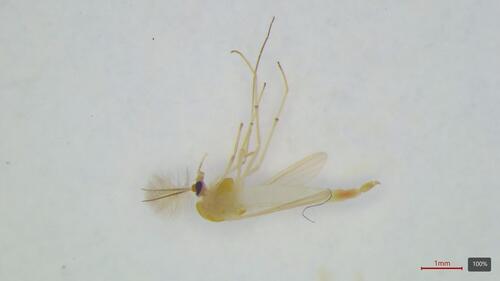 Dicrotendipes tritomus