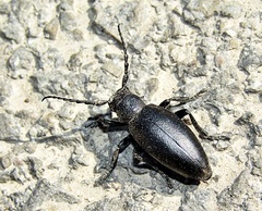 Dorcadion aethiops