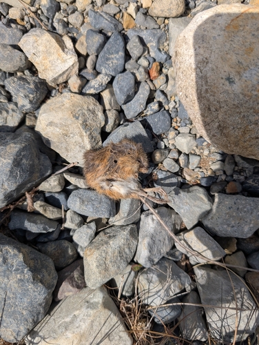 Pacific Jumping Mouse