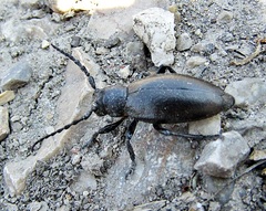 Dorcadion aethiops