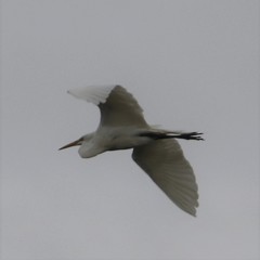 Ardea alba