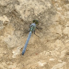 Erythemis simplicicollis