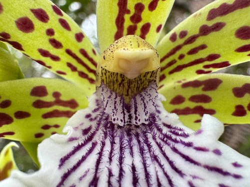 Zygopetalum crinitum, photograph 4
