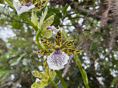 (c) topeuna, some rights reserved (CC BY) Zygopetalum crinitum, photograph (c) topeuna, some rights reserved (CC BY)