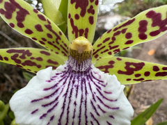Zygopetalum crinitum, photograph (c) topeuna, some rights reserved (CC BY)
