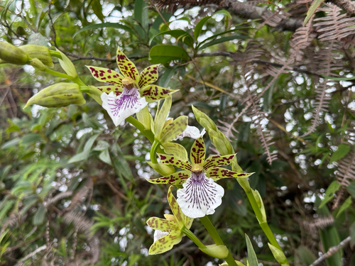Zygopetalum crinitum, photograph 2