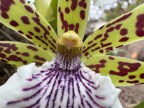 Zygopetalum crinitum, photograph 5