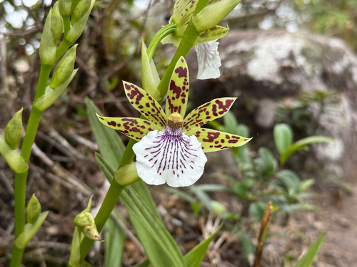 Zygopetalum crinitum, photograph 3